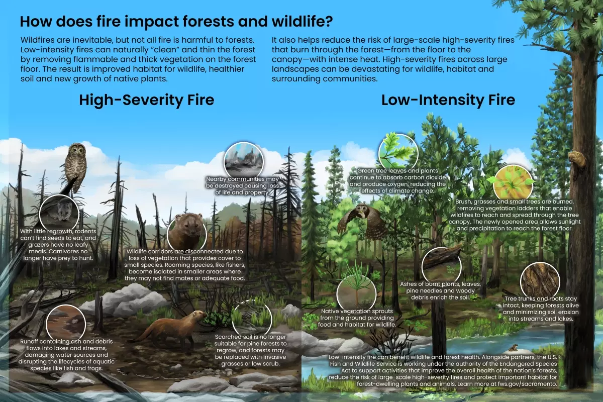 Forest Fire